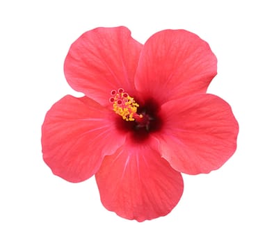 Hibiscus flower - isolated, path
