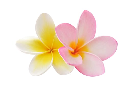 Two frangipani flowers isolated on white