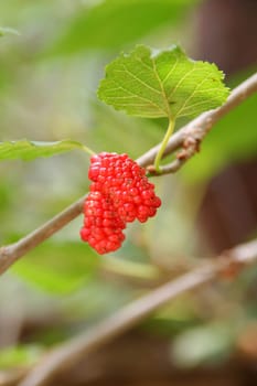 Berry fruit in nature
