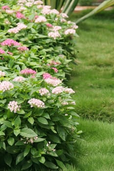 Landscaped garden