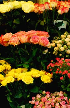 Roses for Mother's Day