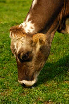 Portrait of a grazing polled cow