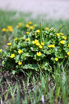 Marsh marigolds Caltha palustris