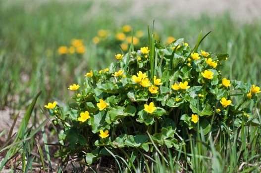 Marsh marigolds Caltha palustris