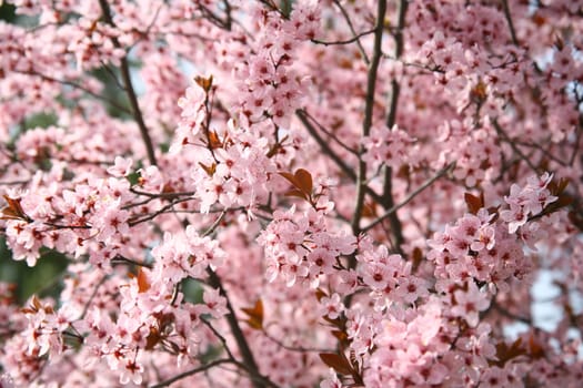 spring