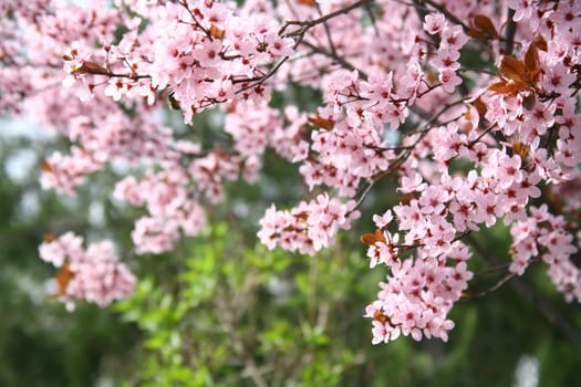 spring