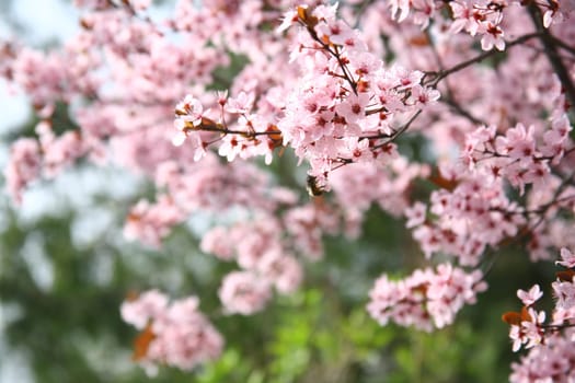spring