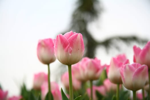 tulips
