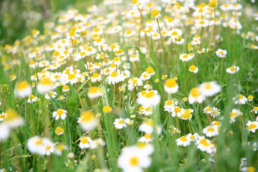 daisy background