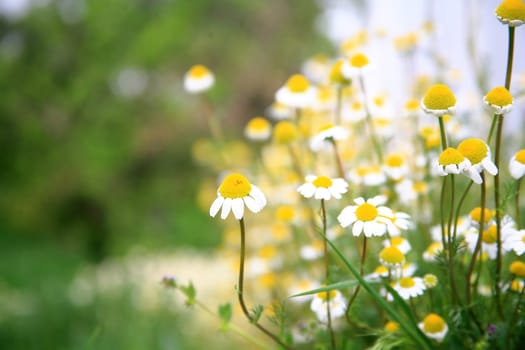 daisy background