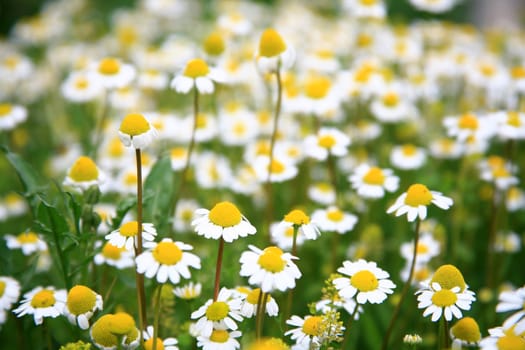 daisy background
