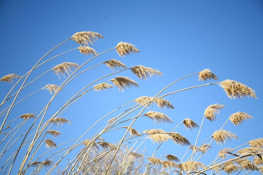 reed background