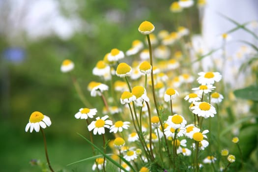 daisy background
