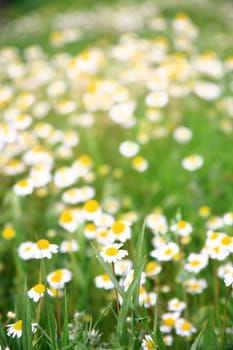 daisy background
