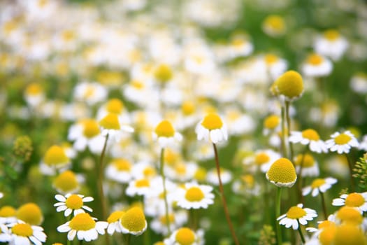 daisy background