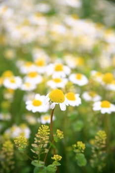 daisy background
