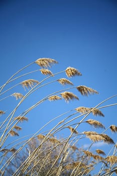 reed background