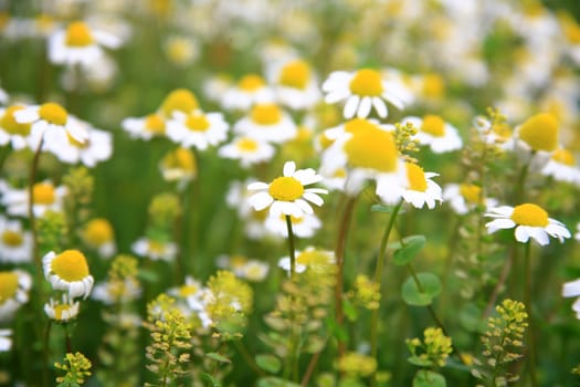 daisy background