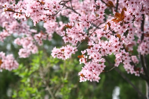 spring
