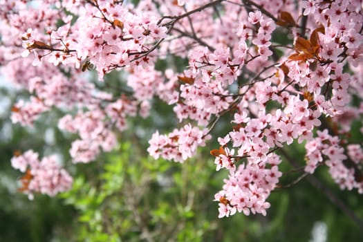 spring
