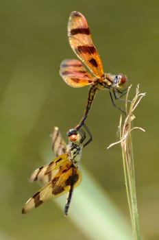 Halloween Pennant