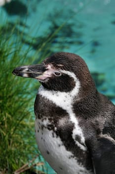 penguin