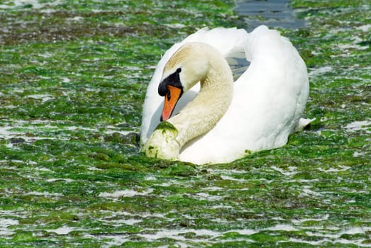 The Swan