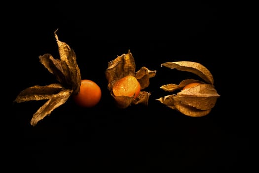 Physalis