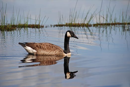Canada goose