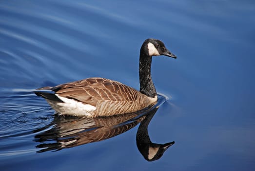 Canada goose
