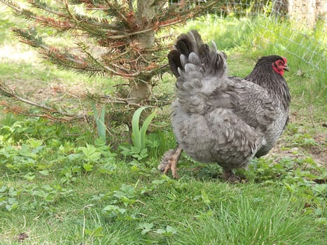 Brahma Hen