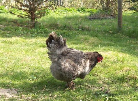 Brahma Hen