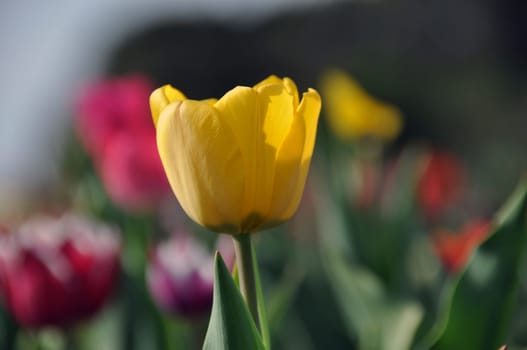 Tulip field