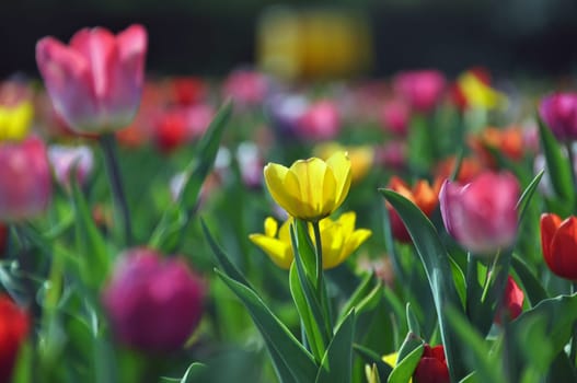 Tulip field