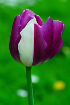 purple white
