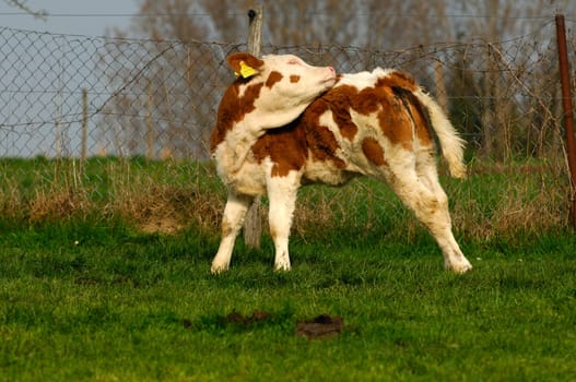 Calf grooming
