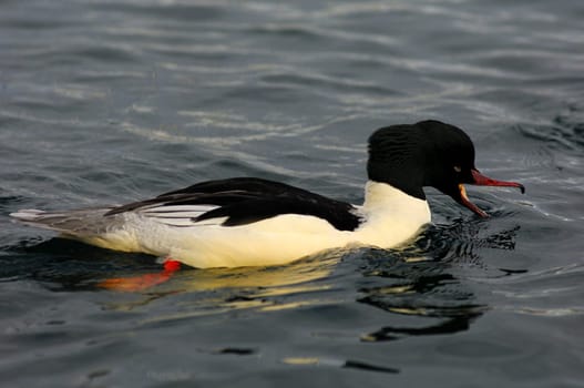 Gooseman's Male