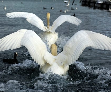Adult mute swans during courtship ritual