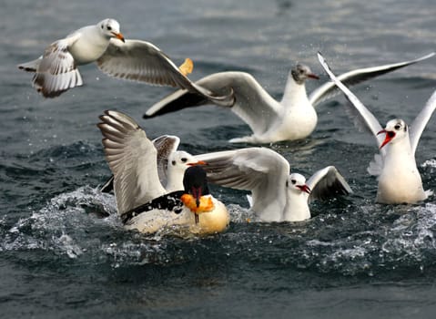Arguing black-headed gulls