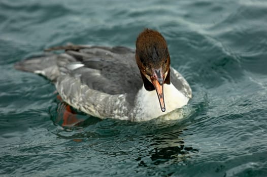 Female of the Goosander