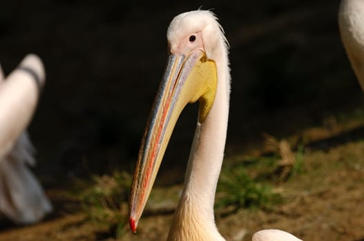 Rosapelikan,Pelecanus onocrotalus