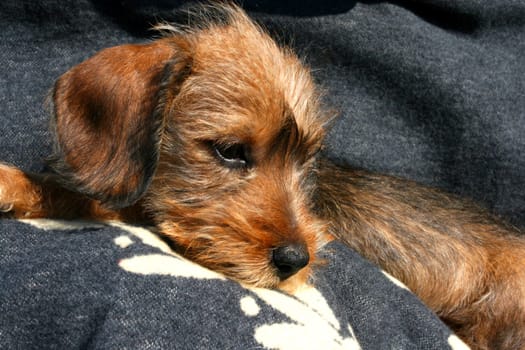 Dachshund puppy