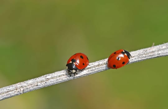 Ladybird