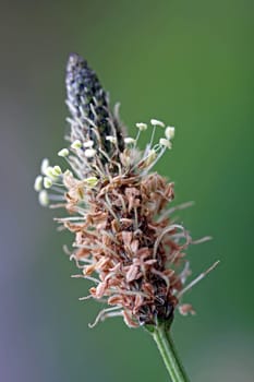 Plantago lanceolata