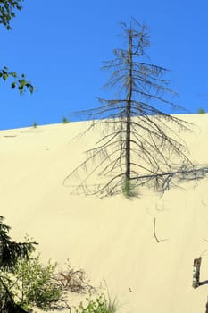 Grass and dead trees in sand dunes