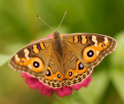 Australian butterfly Meadow argus Junonia villida brown