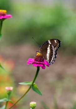 butterfly Hypolimnas bolina Common Eggfly female