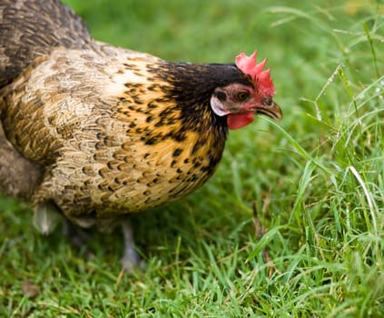 crele bantam hen organic freerange poultry