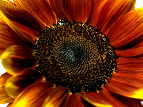 giant sunflower Helianthus annuus Royal Velvet red colored varie