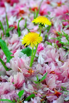 The Dandelion